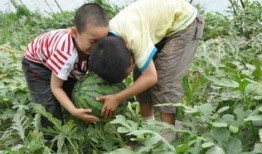 礼县吃瓜网红事件视频最新,揭秘背后真相与网络暴力