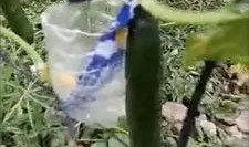 礼县吃瓜网红事件视频最新,揭秘背后真相与网络暴力