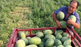 卖瓜者免费吃瓜,尽享瓜果飘香——卖瓜者免费吃瓜背后的故事