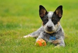 纵犬潜伏在线观看