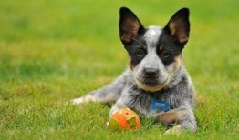 纵犬潜伏在线观看