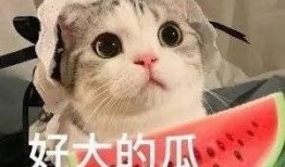 a网红吃瓜,一场吃瓜盛宴背后的真相与反思