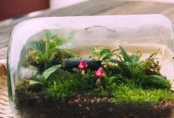 最新 植物爆料视频播放,最新爆料视频带你领略生命奇迹