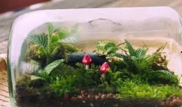 最新 植物爆料视频播放,最新爆料视频带你领略生命奇迹