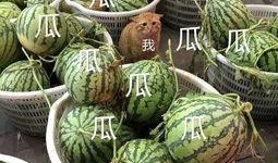 娱乐吃瓜的头像图片大全,海量娱乐头像大盘点