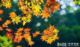 枫丹植物爆料视频下载,新世界生态画卷徐徐展开