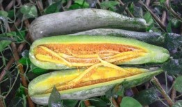 安国网红吃瓜,揭秘网络红人的幕后故事