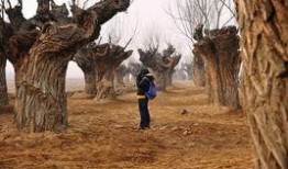 爆料保定小树林视频,揭秘背后真相与争议