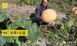 礼县吃瓜网红事件视频最新,揭秘背后真相与网络暴力