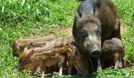 巴中野猪爆料事件视频曝光,揭秘事件背后惊人真相