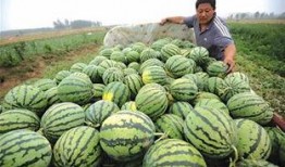 卖瓜者免费吃瓜,尽享瓜果飘香——卖瓜者免费吃瓜背后的故事